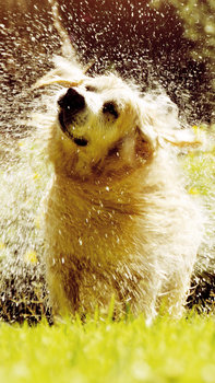 Chien secouant son pelage pour évacuer l'eau, dans un jardin.